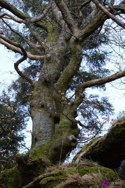 DSC_0181 copie